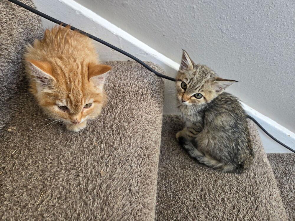 Zena, Adoptable, Kitten Female American Shorthair.