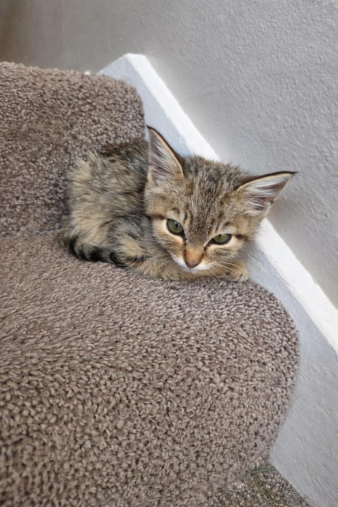 Enlarge Zena, a Adoptable American Shorthair in Albuquerque, NM image 2/3