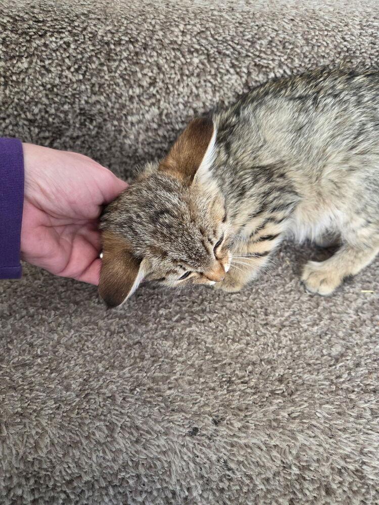 Enlarge Zena, a Adoptable American Shorthair in Albuquerque, NM image 3/3