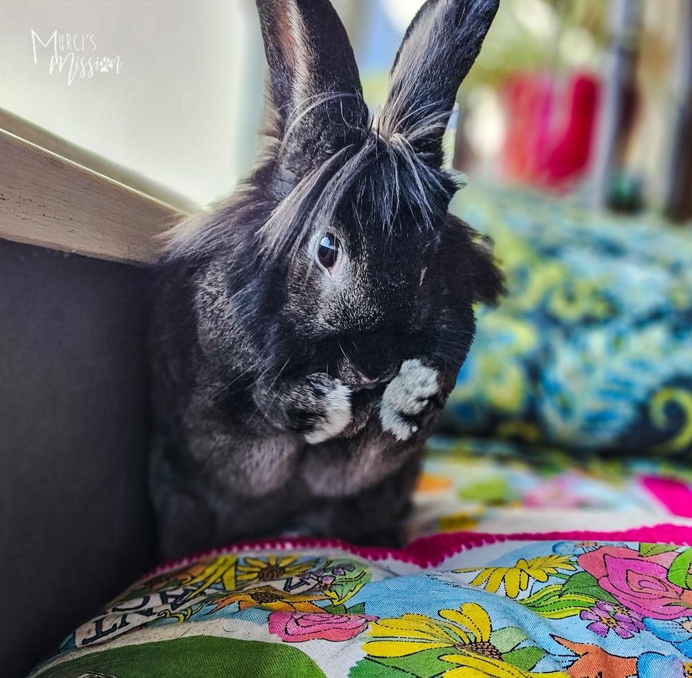 Buns 'N Roses, Adoptable, Adult Male Lionhead & American.
