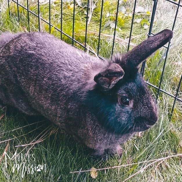 Enlarge Wicket, a Adoptable American in Spokane , WA image 1/4