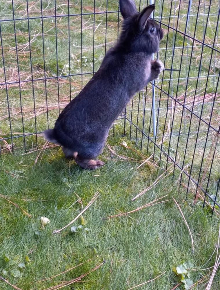 Enlarge Wicket, a Adoptable American in Spokane , WA image 2/4