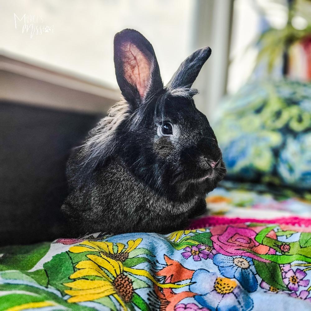 Enlarge Buns 'N Roses, a Adoptable mixed breed in Spokane , WA image 4/6