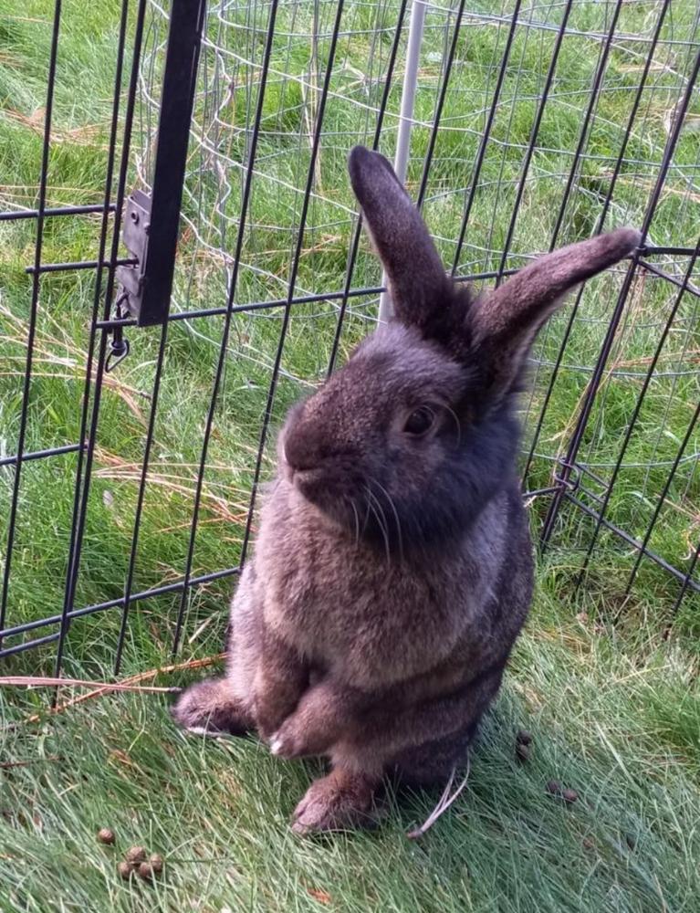 Enlarge Wicket, a Adoptable American in Spokane , WA image 3/4