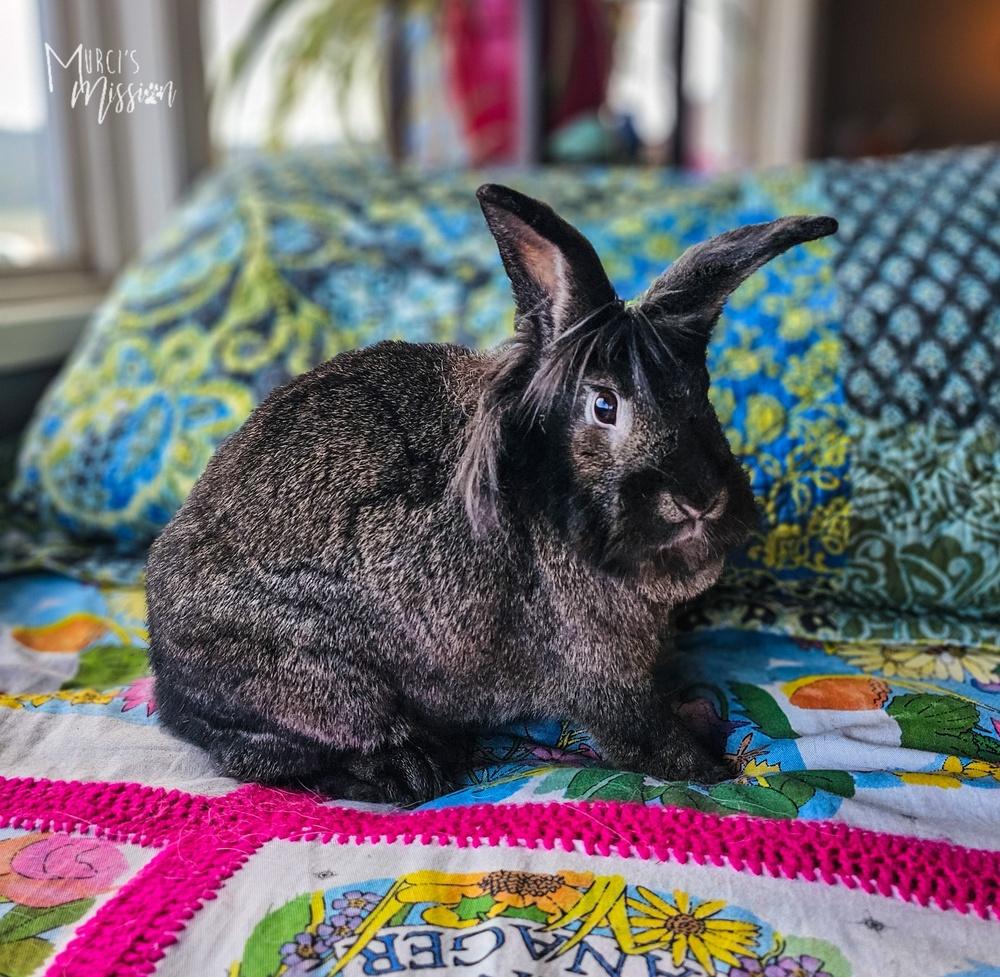 Enlarge Buns 'N Roses, a Adoptable mixed breed in Spokane , WA image 6/6