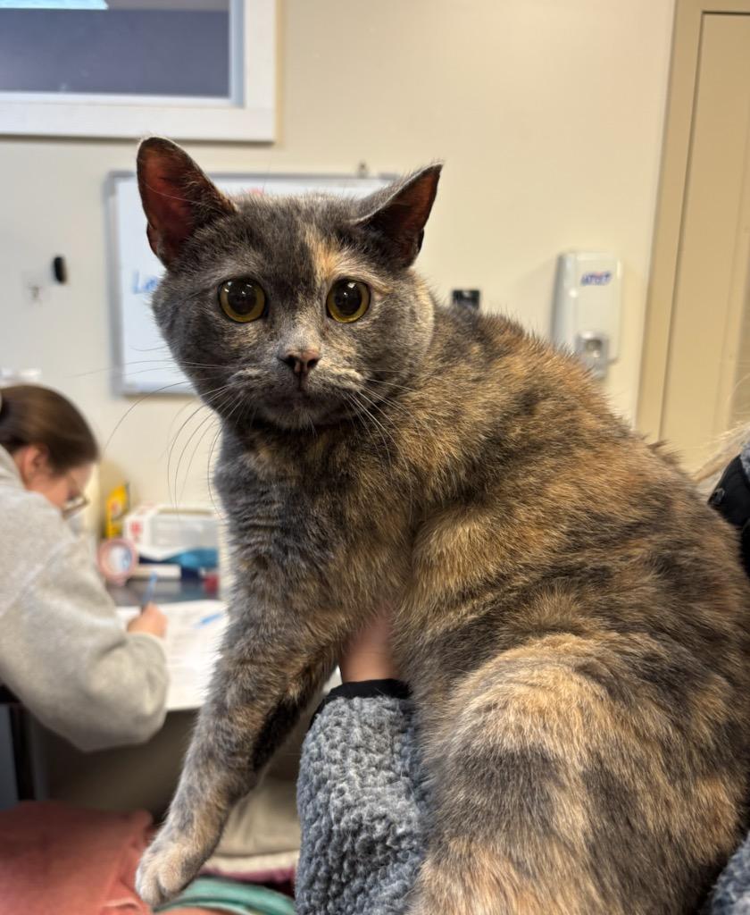 Carrot Cake, Adopted, Adult Female Domestic Short Hair.