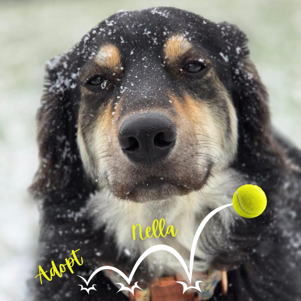 Nella(FNA Helena), Adoptable, Young Female Norwegian Elkhound & Great Pyrenees.