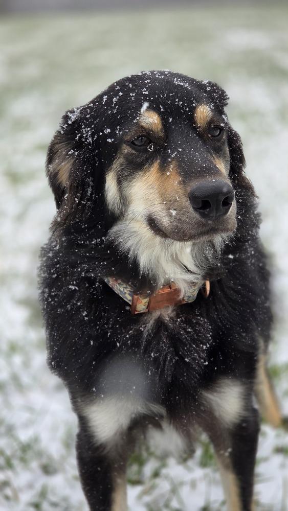 Nella(FNA Helena), Adoptable, Young Female Norwegian Elkhound & Great Pyrenees.