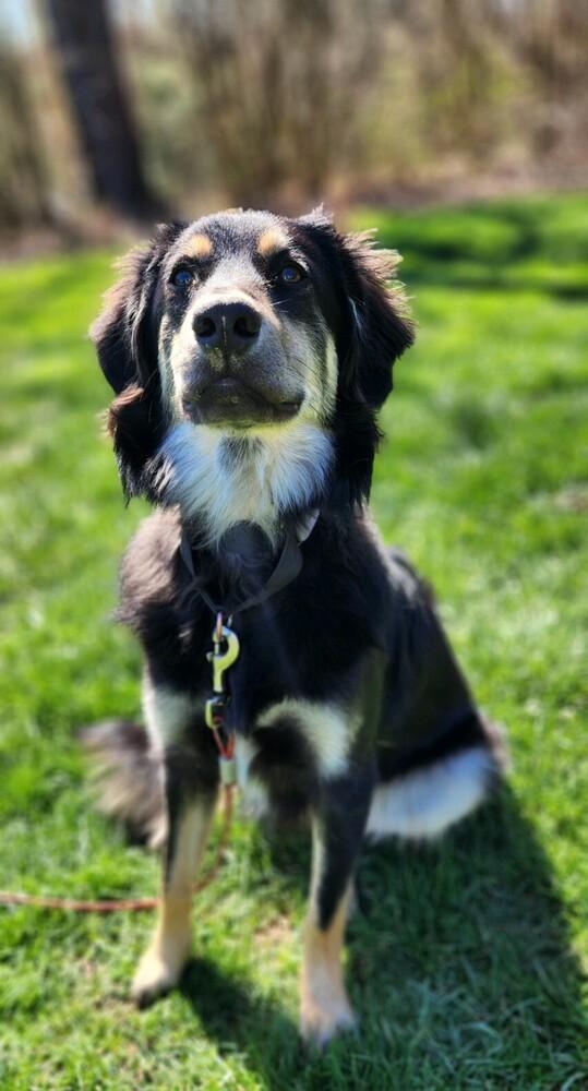 Nella(FNA Helena), a Adoptable mixed breed in Columbus, OH image 2/6
