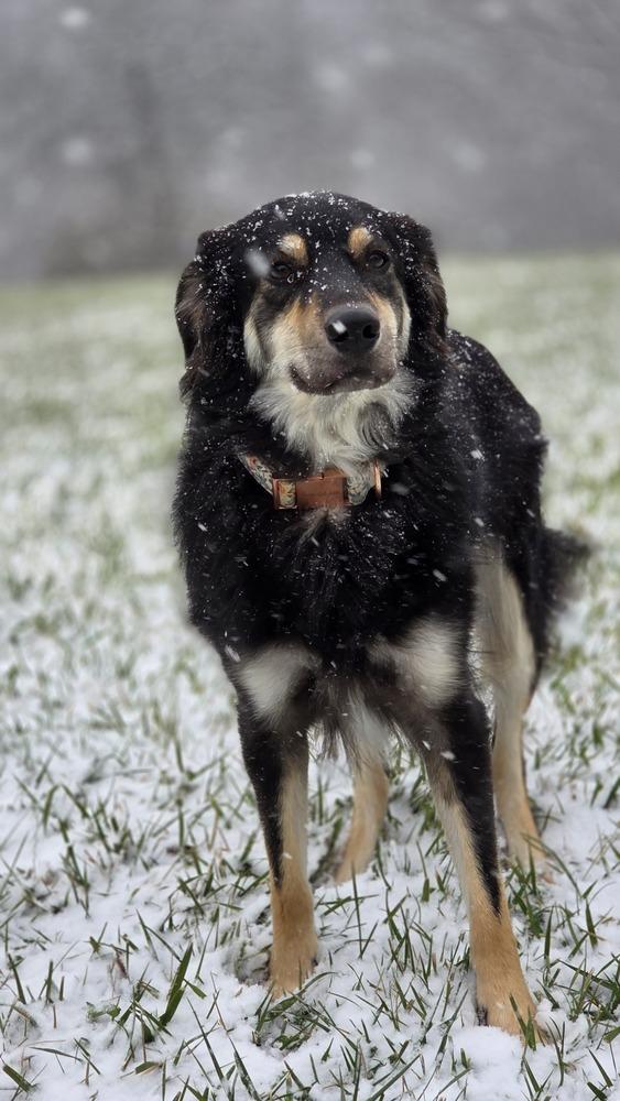 Enlarge Nella(FNA Helena), a Adoptable mixed breed in Columbus, OH image 3/6