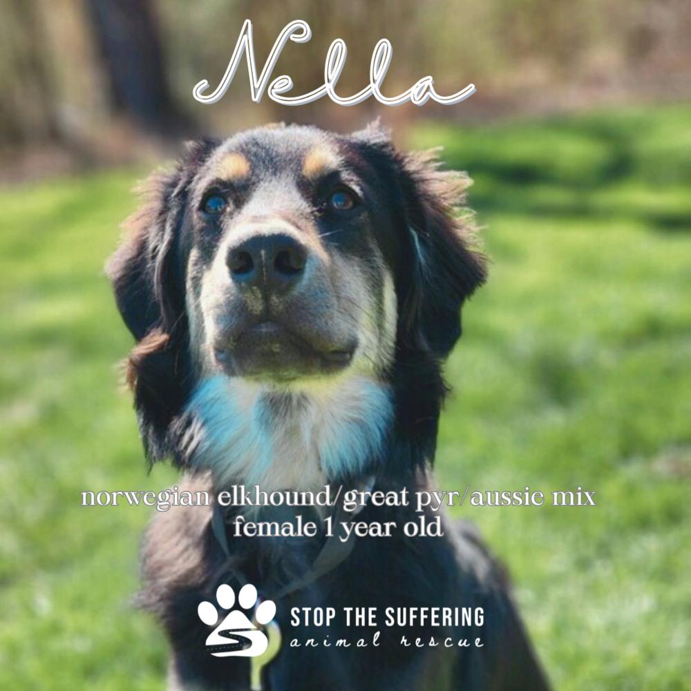 Nella(FNA Helena), a Adoptable mixed breed in Columbus, OH image 4/6