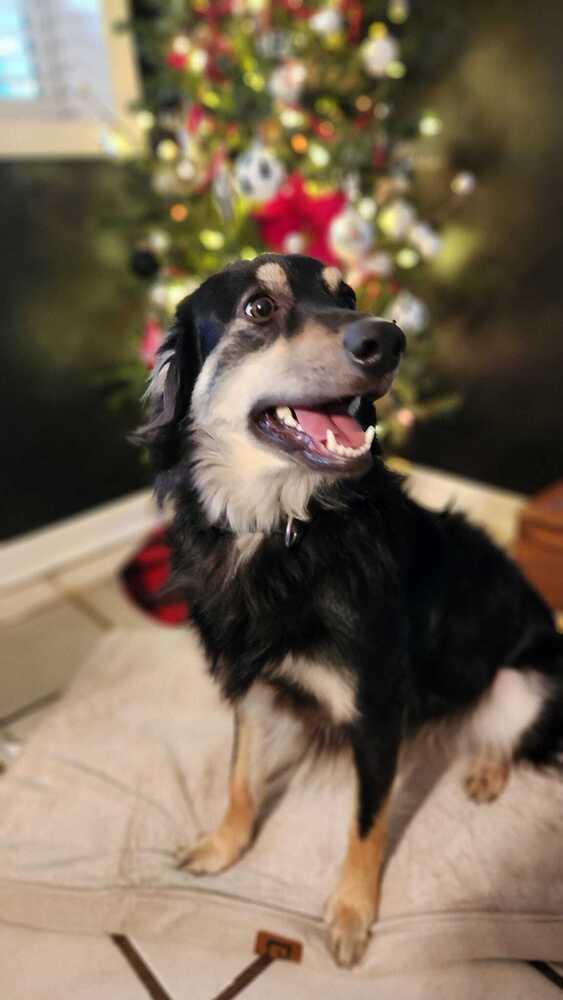 Enlarge Nella(FNA Helena), a Adoptable mixed breed in Columbus, OH image 5/6