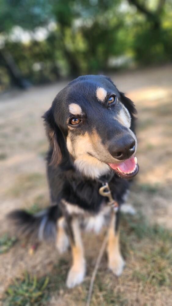 Nella(FNA Helena), a Adoptable mixed breed in Columbus, OH image 5/6