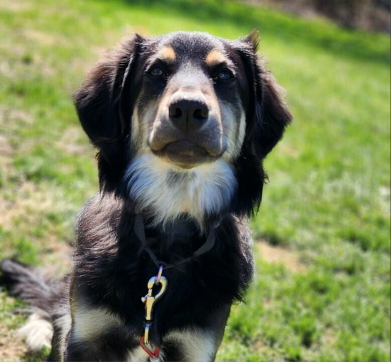 Nella(FNA Helena), a Adoptable mixed breed in Columbus, OH image 6/6