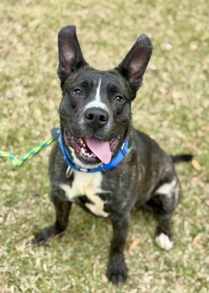 Nucleus (Foster), Adoptable, Young Male Mixed Breed & Mixed Breed.