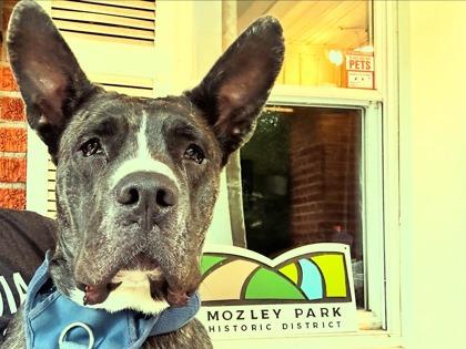 Enlarge Nucleus (Foster), a Adoptable Mixed Breed in Atlanta, GA image 2/3