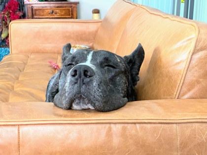 Enlarge Nucleus (Foster), a Adoptable Mixed Breed in Atlanta, GA image 3/3