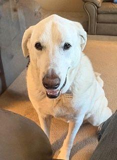 Disco, a ADOPTABLE Great Pyrenees in Larkspur, CO image 3/4