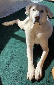 Disco, a ADOPTABLE Great Pyrenees in Larkspur, CO image 1/4