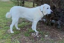 Disco, a ADOPTABLE Great Pyrenees in Larkspur, CO image 4/4