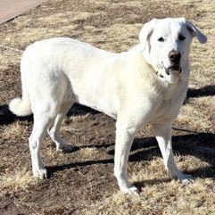 Disco, a ADOPTABLE Great Pyrenees in Larkspur, CO image 2/4