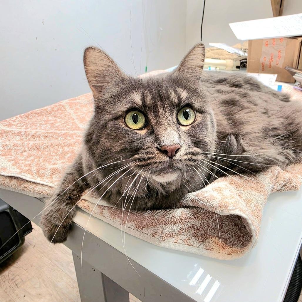 LEMON MERINGUE (bonded w/Coconut Dream), Adopted, Adult Female Domestic Short Hair.