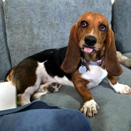 Enlarge DAISY, a Adopted Basset Hound in Mays Landing, NJ image 1/2