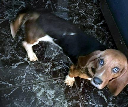 Enlarge DAISY, a Adopted Basset Hound in Mays Landing, NJ image 2/2