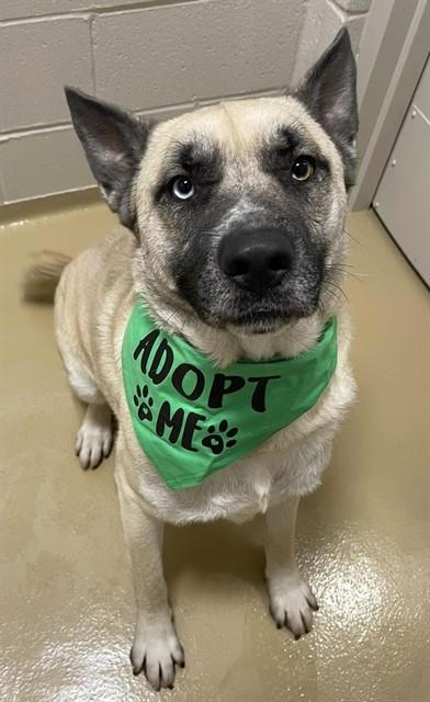 ROSHI, Adoptable, Adult Male German Shepherd Dog & Mixed Breed.