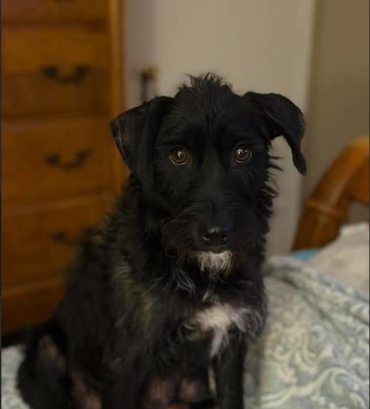 Lucielle in TX, a Adoptable Terrier in Cranston, RI image 1/2