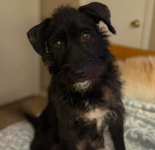 Lucielle in TX, a Adoptable Terrier in Cranston, RI image 2/2