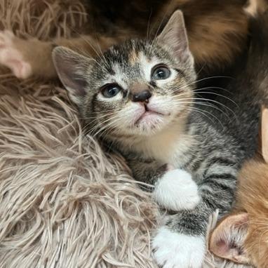 Enlarge Persephone, a Adoptable Domestic Short Hair in Riverside, CA image 2/6