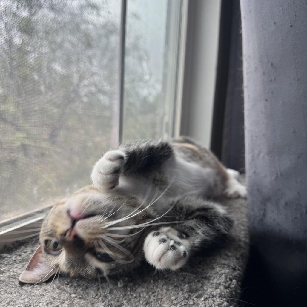 Enlarge Persephone, a Adoptable Domestic Short Hair in Riverside, CA image 3/6