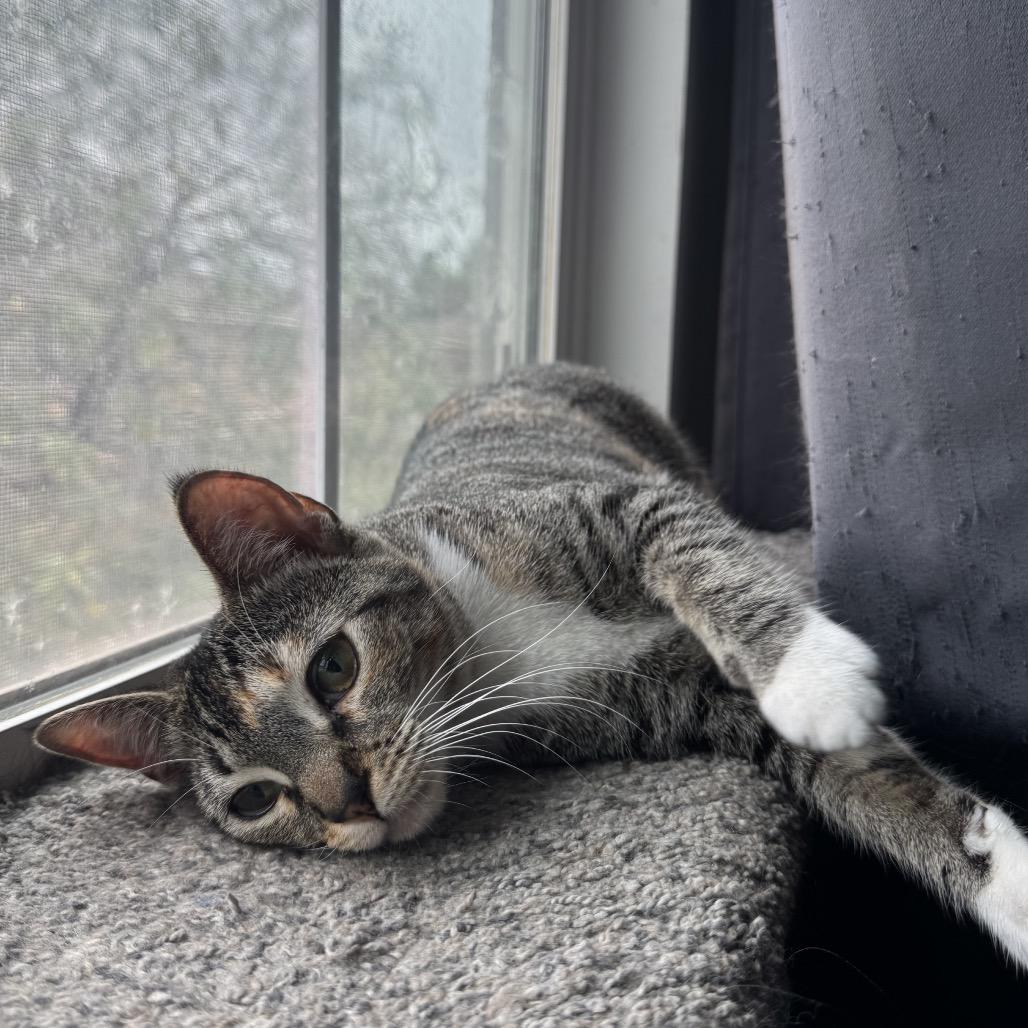 Enlarge Persephone, a Adoptable Domestic Short Hair in Riverside, CA image 4/6