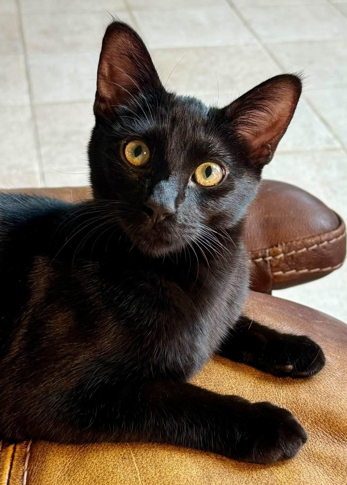 Enlarge Binx, a Adopted Domestic Short Hair in Highlands Ranch, CO image 3/5