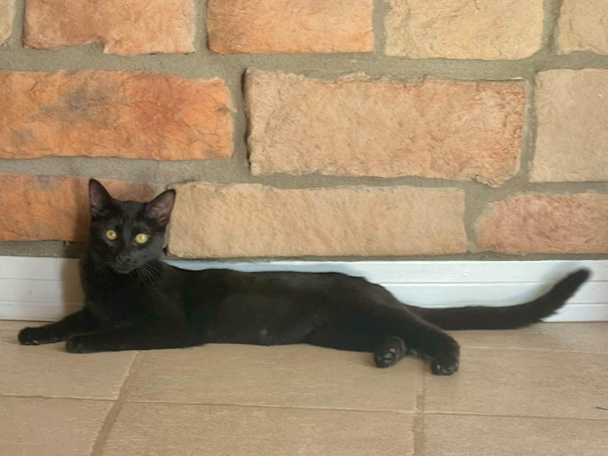 Enlarge Binx, a Adopted Domestic Short Hair in Highlands Ranch, CO image 5/5