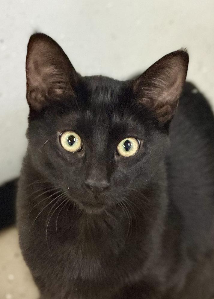 Binx, Adopted, Young Female Domestic Short Hair.