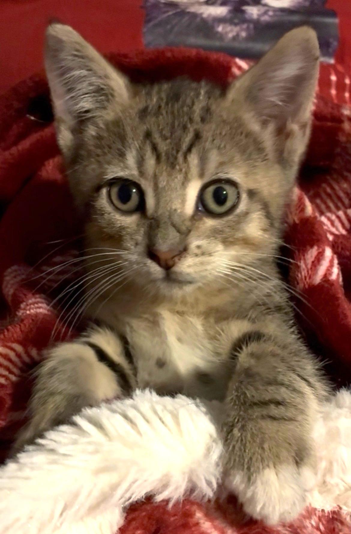 Enlarge Miley, an adopted Domestic Short Hair in Great Neck, NY image 1/5