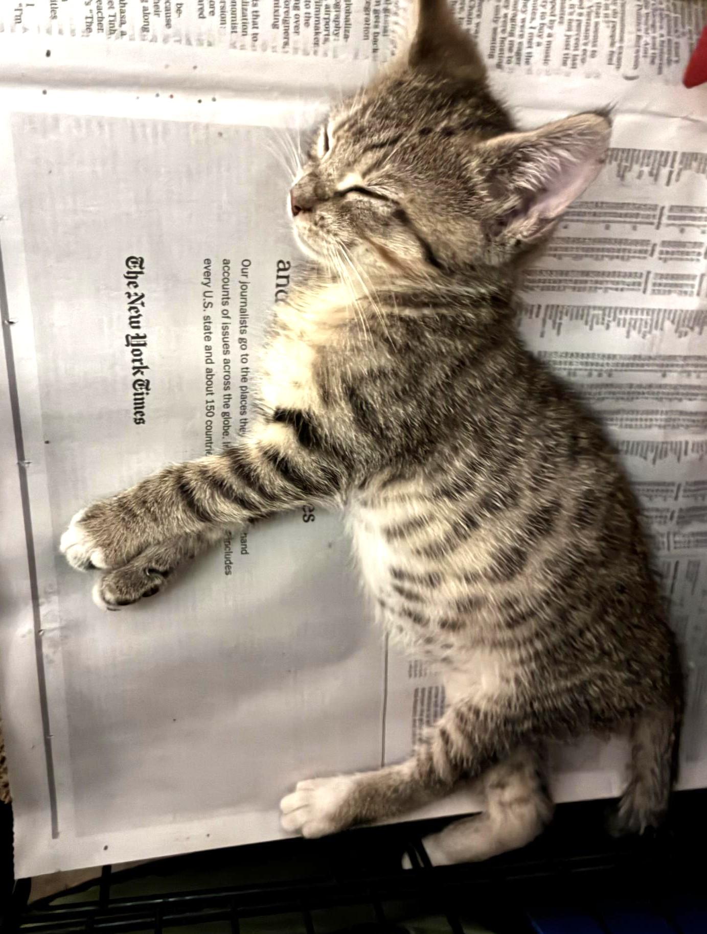 Enlarge Miley, an adopted Domestic Short Hair in Great Neck, NY image 4/5