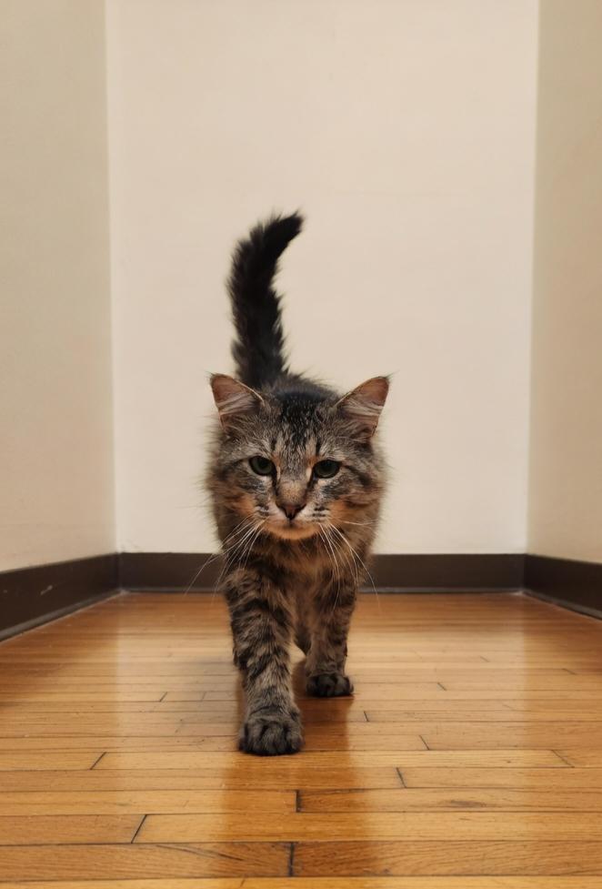 Truman, Adopted, Adult Male Domestic Medium Hair.