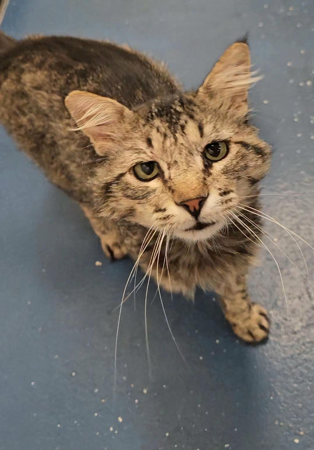 Enlarge Truman, a Adopted Domestic Medium Hair in Twin Falls, ID image 2/4