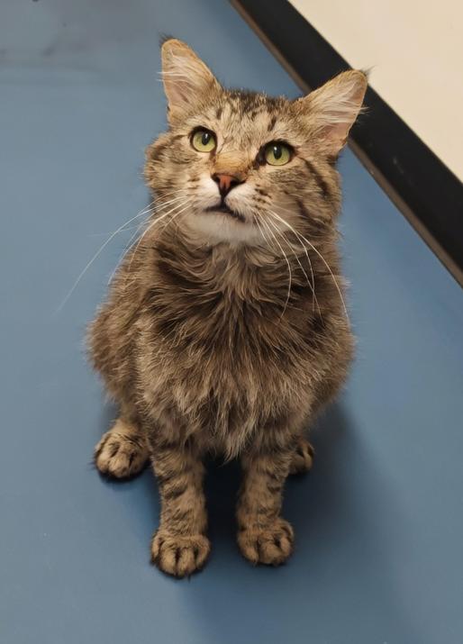 Enlarge Truman, a Adopted Domestic Medium Hair in Twin Falls, ID image 3/4