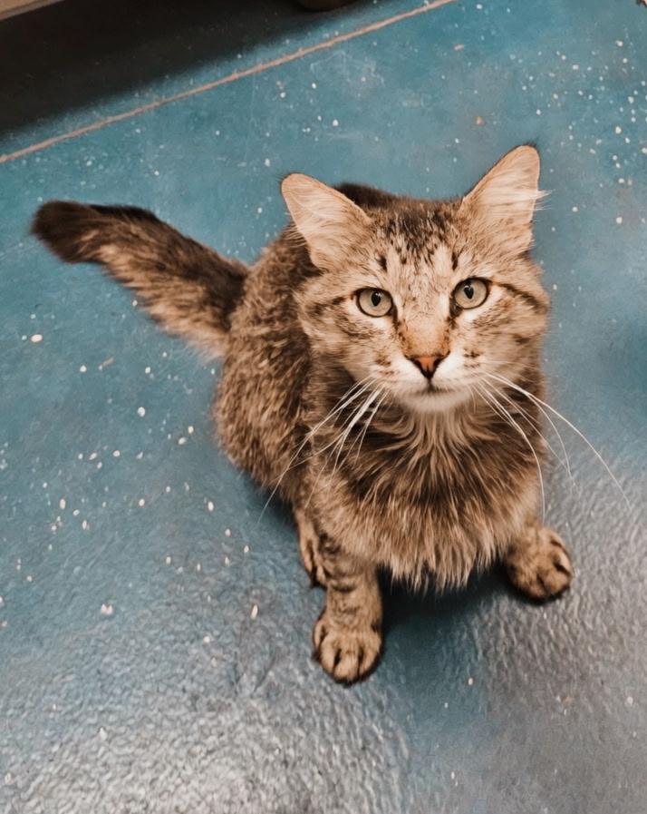 Enlarge Truman, a Adopted Domestic Medium Hair in Twin Falls, ID image 4/4