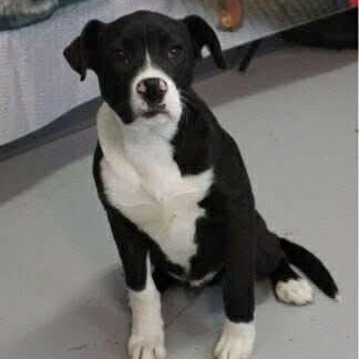 Cooper, ADOPTABLE, Puppy Male Labrador Retriever & Boxer.