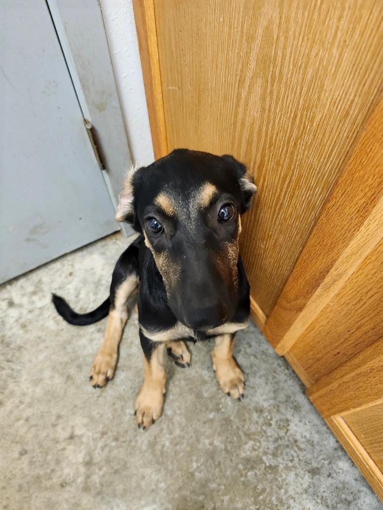 Enlarge Wood, a Adoptable mixed breed in Lockhart, TX image 1/2