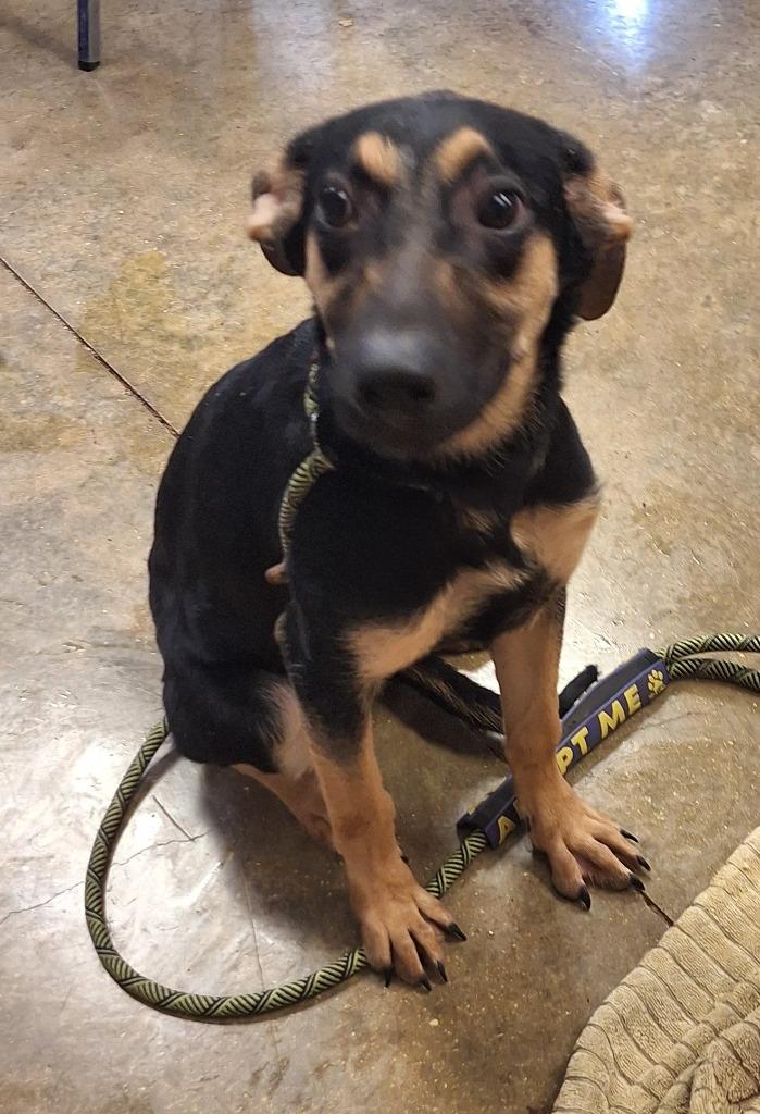 Enlarge Wood, a Adoptable mixed breed in Lockhart, TX image 2/2