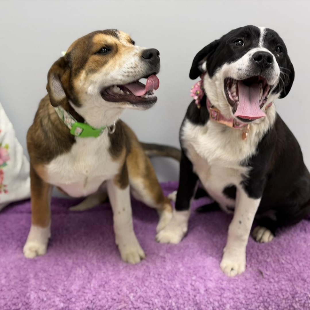 Ginny, a ADOPTABLE Mixed Breed in Effingham, IL image 3/3
