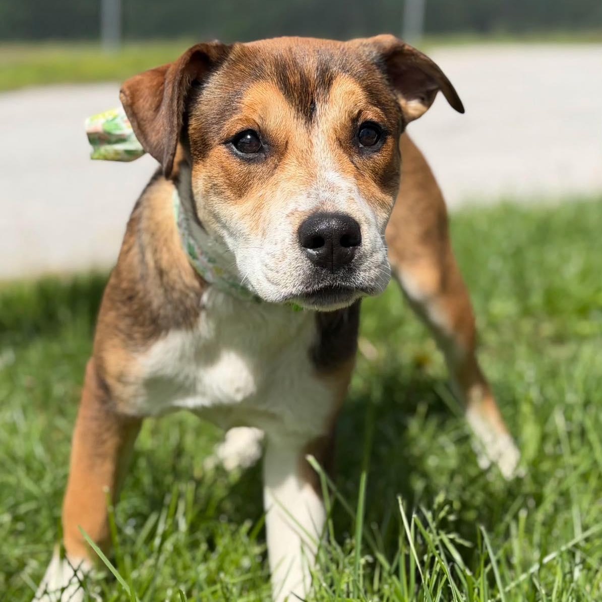 Ginny, a ADOPTABLE Mixed Breed in Effingham, IL image 1/3