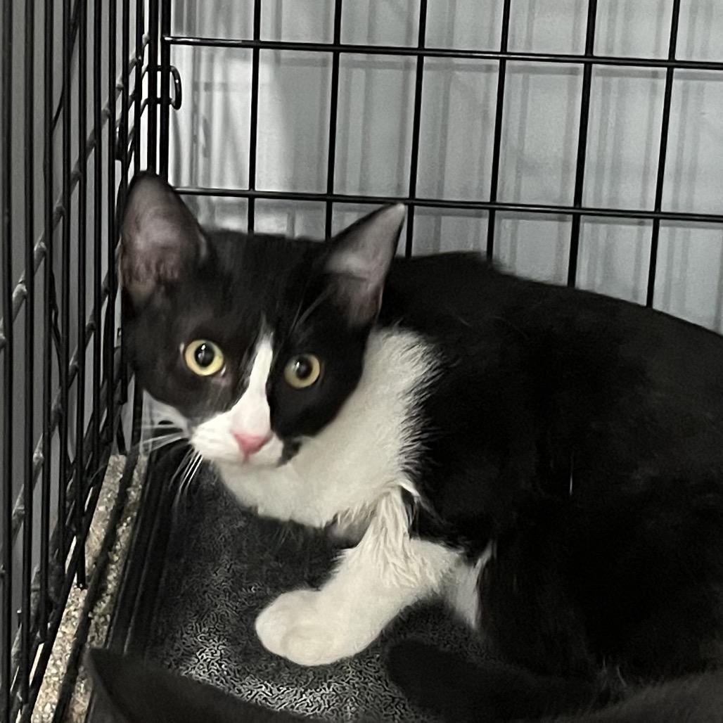 Enlarge Rooter, a Adoptable Domestic Short Hair in Fairmont, WV image 1/3