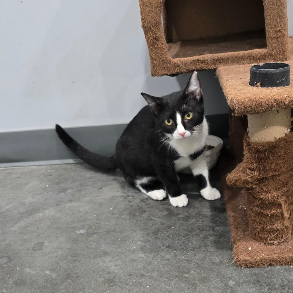 Enlarge Rooter, a Adoptable Domestic Short Hair in Fairmont, WV image 2/3